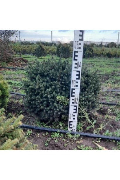 Ель сербская Карел - ком35кг/вис.30-40см/Ø40-50см